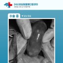 성심동물의료센터 이미지