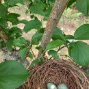 황금빛농장 이미지