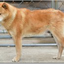 황구농장 이미지