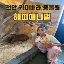 여우나드리 | 천안 아이랑 가기 좋은 실내동물원 해피애니멀 카피바라 만나고 온 하루