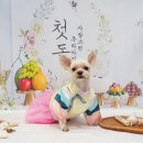 강아지풍경 이미지