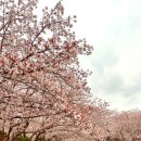 그린로즈 | 포항 칠포 그린로즈 벚꽃 캠핑 후기