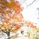 여좌남로 이미지