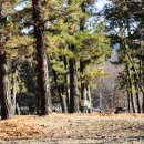 솔밭체육공원 오토캠핑장 이미지