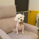 체리쉬몽 이미지