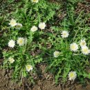 하얀농장 이미지