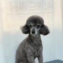 살롱드멍뭉 이미지