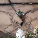 생명예찬1 이미지