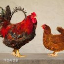 토종닭 이미지