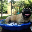 오늘도귀엽개 이미지