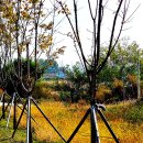 배양1리 이미지