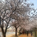 만하루 | 🌼경기 수원 가볼 만하 곳 🌸[ 만석공원 봄 축제 다녀온 후기]