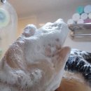 보석헬쓰케어 | 올영세일 추천템 박준뷰티랩 올리브영단백질샴푸 1000ml 손상모 케어 끝판왕 후기