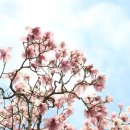 천리포수목원 이미지