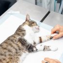 연희동물병원 이미지