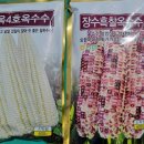 옥수수통신 이미지