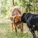 강아지집 이미지