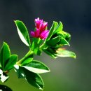 술달구지 이미지