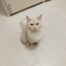 동탄동물병원 | 동탄동물병원 추천 고양이 예방접종 특별했어요