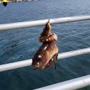 양포등대펜션 | 4월 포항 바다 양포항 방파제 낚시