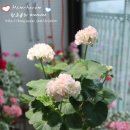 그레이스이인 이미지