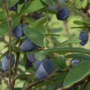 허니농장 이미지