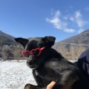 운동장화장실 | [광주근교] 화순 메이플리 애견운동장 단독대관 내돈내산 후기