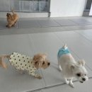 일리키독 이미지