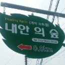 내안의숲 이미지