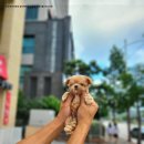 부산강아지분양 알프펫 이미지