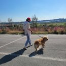 멍뭉워시 이미지