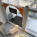 아름답개 이미지