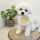 (주)야옹아멍멍해봐펫 강아지고양이 청주분평점 | 보고싶어 사랑아