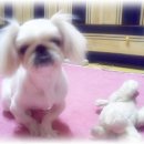 여시발바닥 이미지