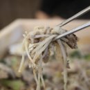 하늘야채