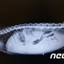 온노리 이미지