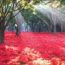 영광 불갑산상사화축제 티스토리