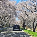 조천변 벚꽃길 이미지