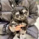 아이러브독강아지 - 천안시 서북구 불당4로 106 | 천안 불당동강아지분양 아이러브독 천안점에서 직접 보고 결정한 솔직 후기
