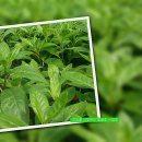 속담농장 이미지