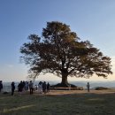 임천 가림성 느티나무 이미지