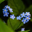 물망초forgetmenot 이미지