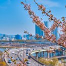 봄의노래 이미지