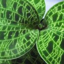 페토라