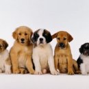 좋은강아지 이미지