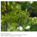 검양옻, 산검양옻 이미지