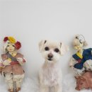 럭셔리애견사랑 이미지