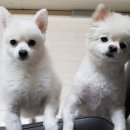 구피동물병원 이미지