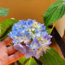 산성하나약국 이미지