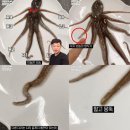 낙지보감 이미지